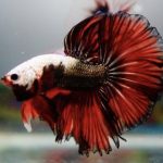 How Much Food Should I Feed My Betta Fish Koi?