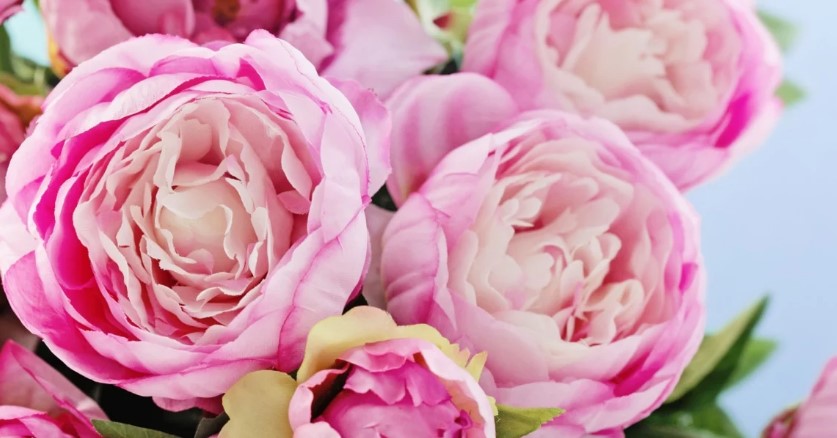 The Best 8 Flowers to Present to Mom on Mother's Day